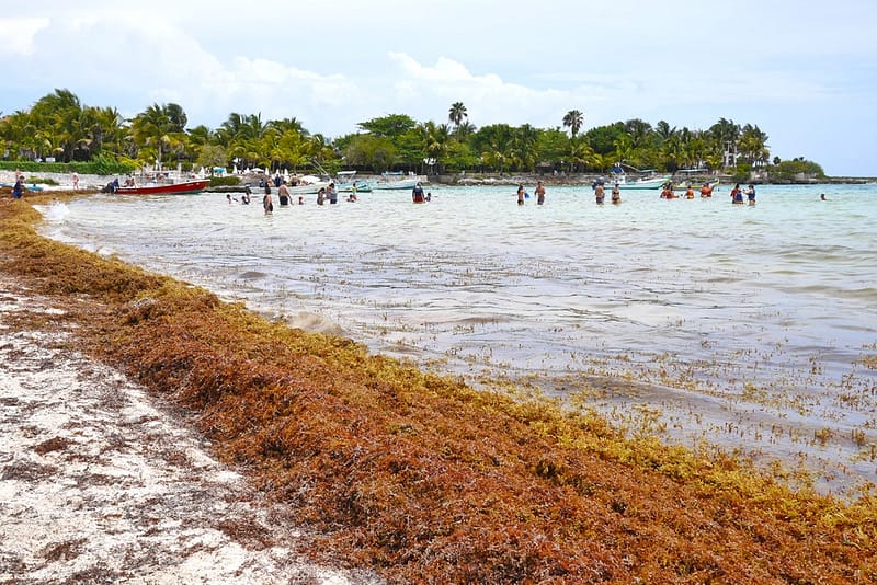 Водоросли на пляжах Мексики