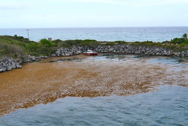 Водоросли на пляжах Мексики
