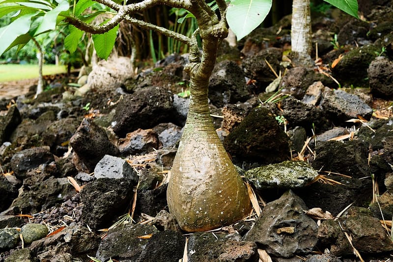 Остров Нуси-Бе Мадагаскар