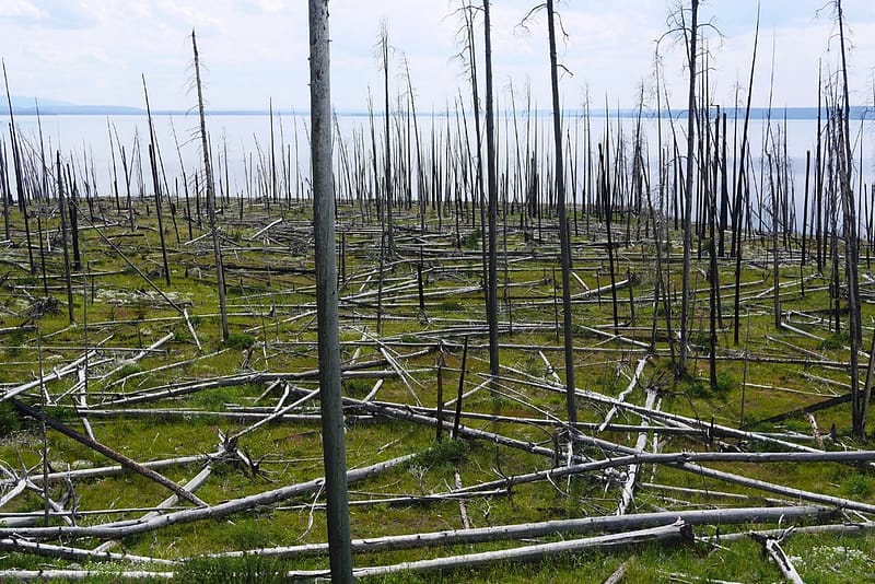 Парк Йеллоустоун отзыв