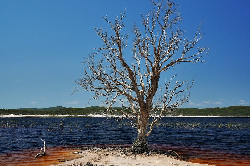 Fraser Island trip review