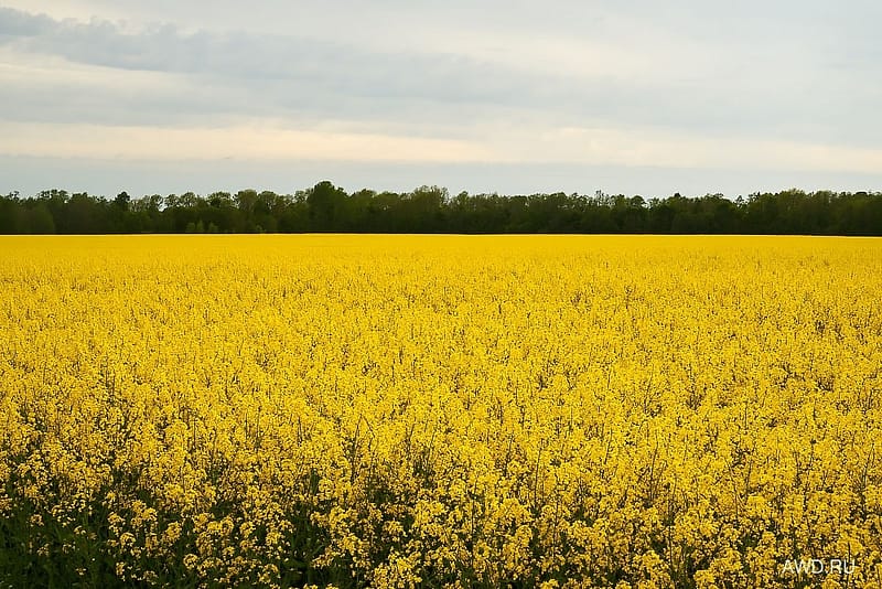 Что посмотреть в Эстонии