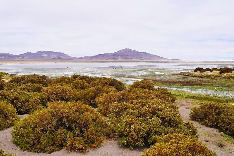 Лагуна Тара (Salar de Tara) в Чили