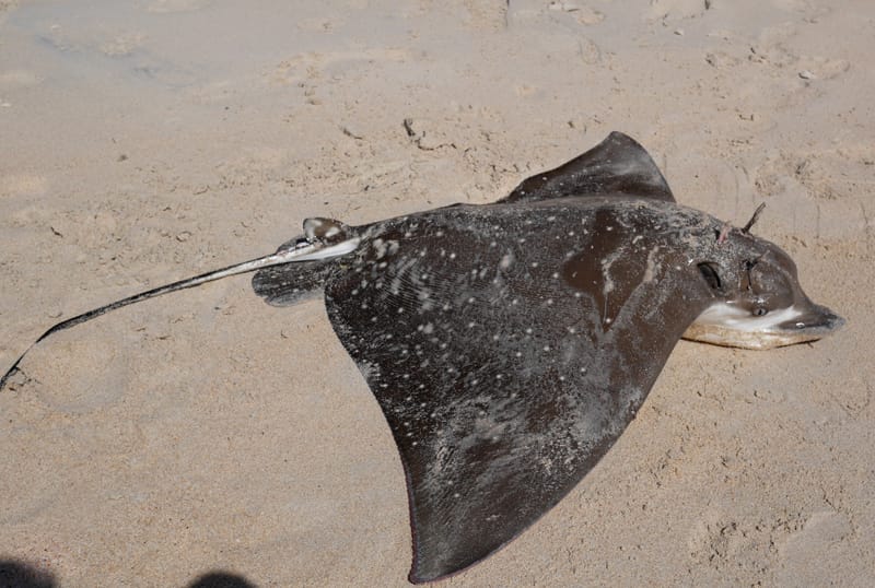 Пляж Бо Валлон (Baie Beau Vallon)