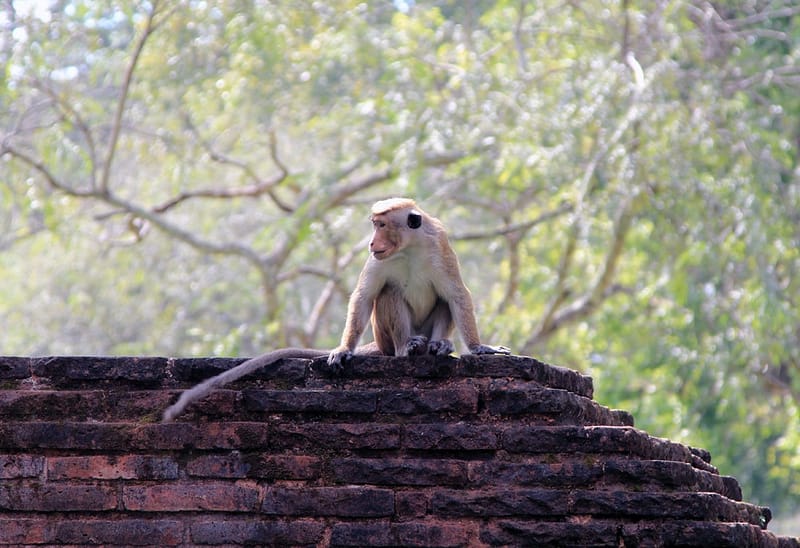 Отдых на Шри-Ланке отзывы