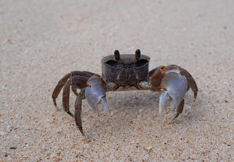 Сейшелы Маэ отзывы
