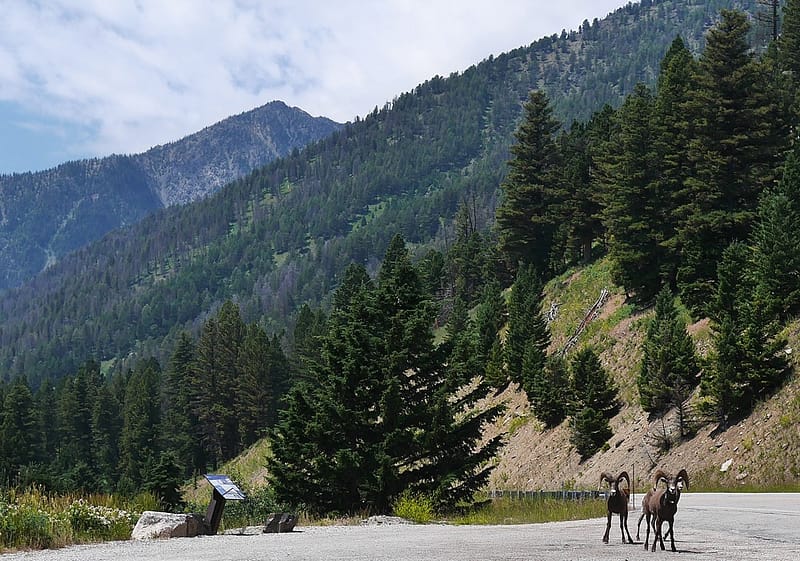 Парк Йеллоустоун отзыв