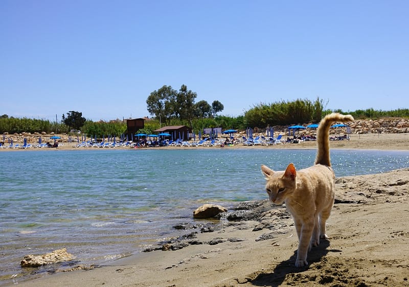 Пляж Skoutarospilioi Bay