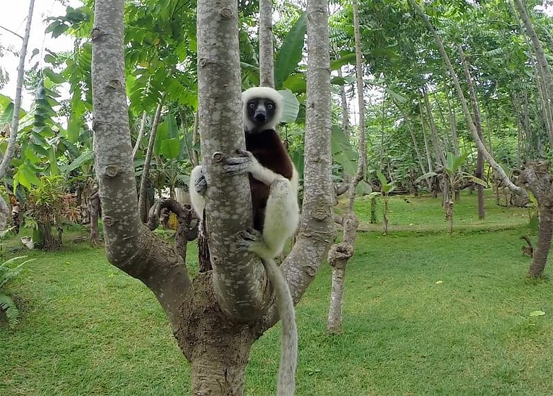 Парк лемуров на острове Нуси-Бе