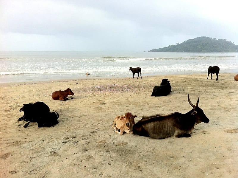 Пляж Палолем южное Гоа