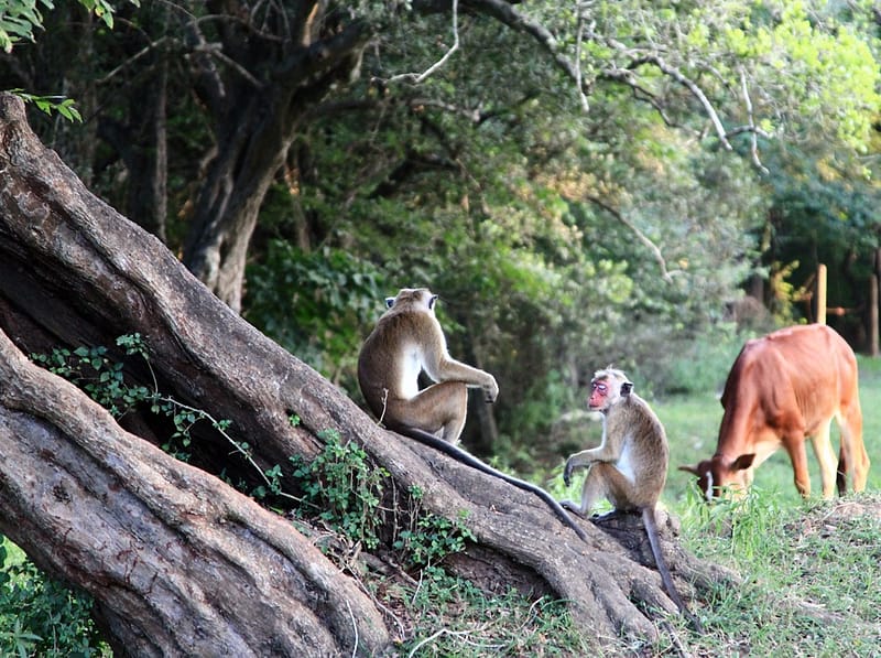 Шри Ланка самостоятельно на авто
