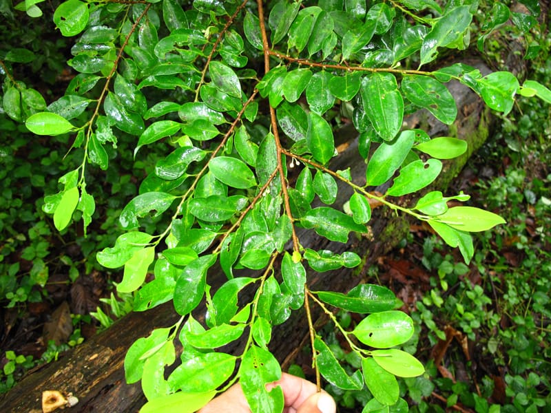 Как растёт кока в Колумбии