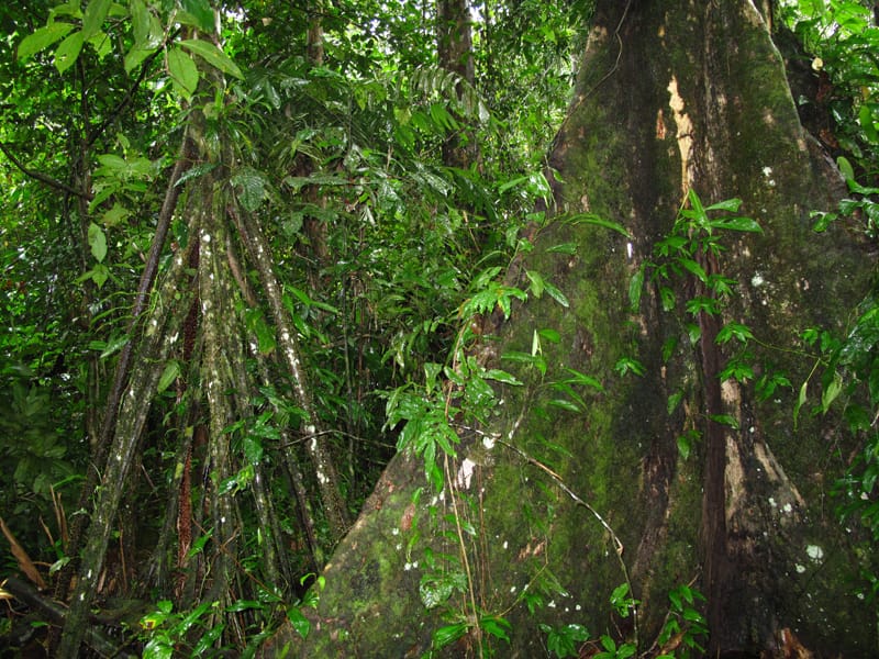 Как выжить в джунглях Амазонки