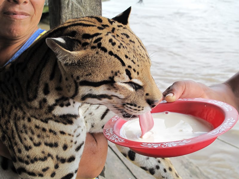 Дневник путешествия по Амазонке: "Плюс и минус"