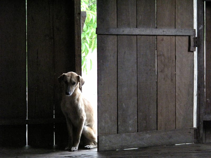 Главы из амазонского дневника: "Боль"