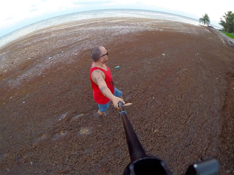 Водоросли на пляжах Мексики