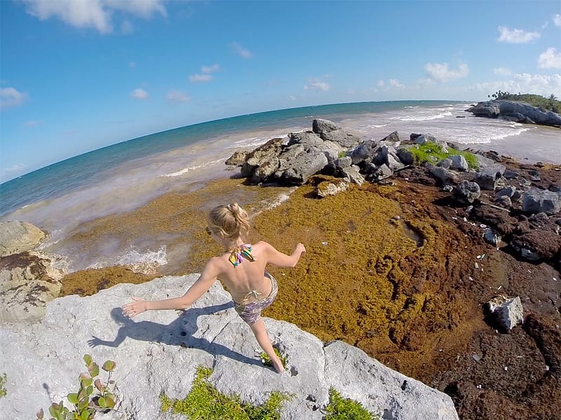 Водоросли на пляжах Мексики