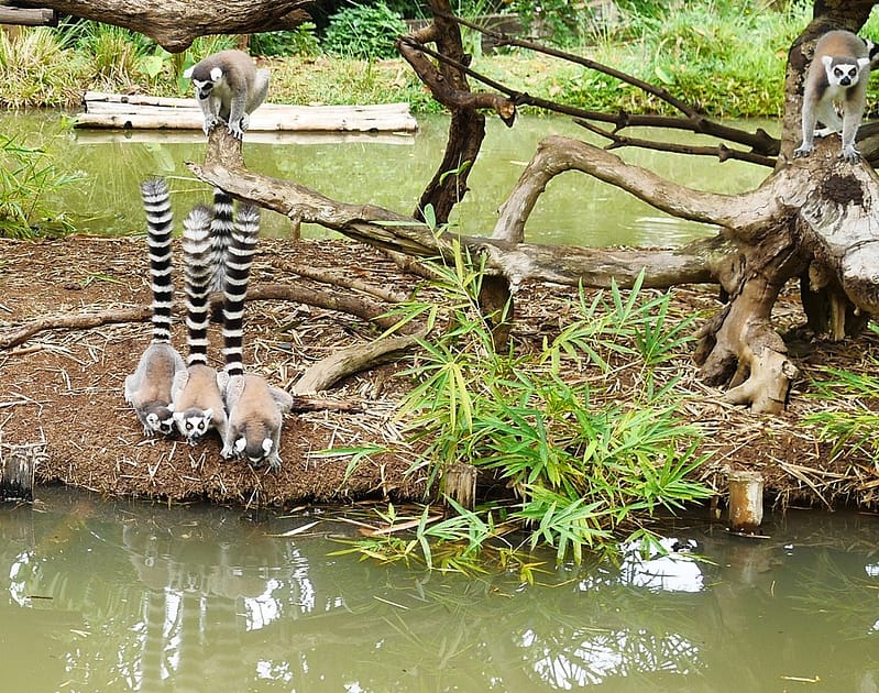 Остров Нуси-Бе Мадагаскар
