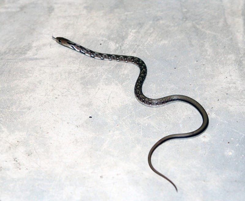 Шри Ланка самостоятельно на авто