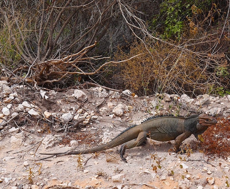 Лучшие пляжи Доминиканы