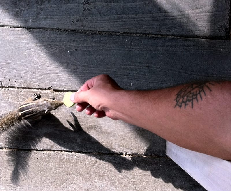 Шри Ланка самостоятельно на авто