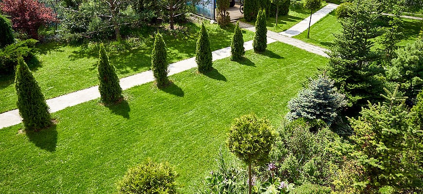 Газон на даче своими руками