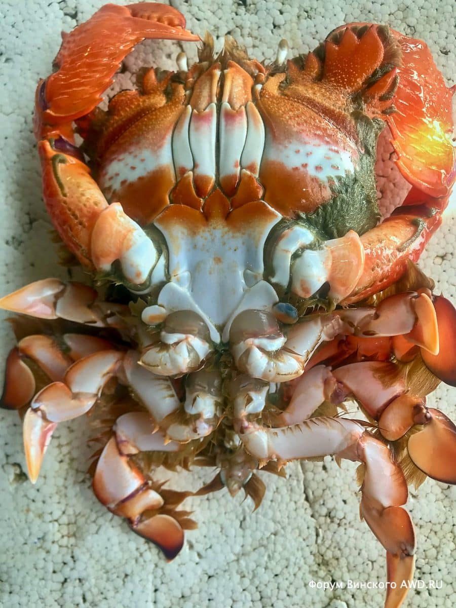 Красные крабы на Пхукете