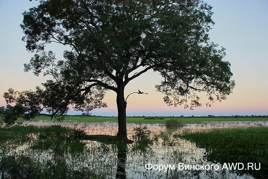 Пантанал национальный парк болота