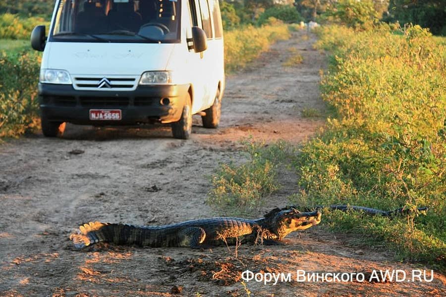 Пантанал национальный парк болота