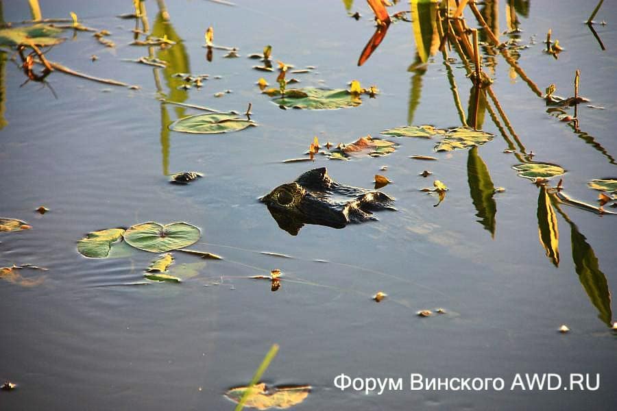 Пантанал национальный парк болота