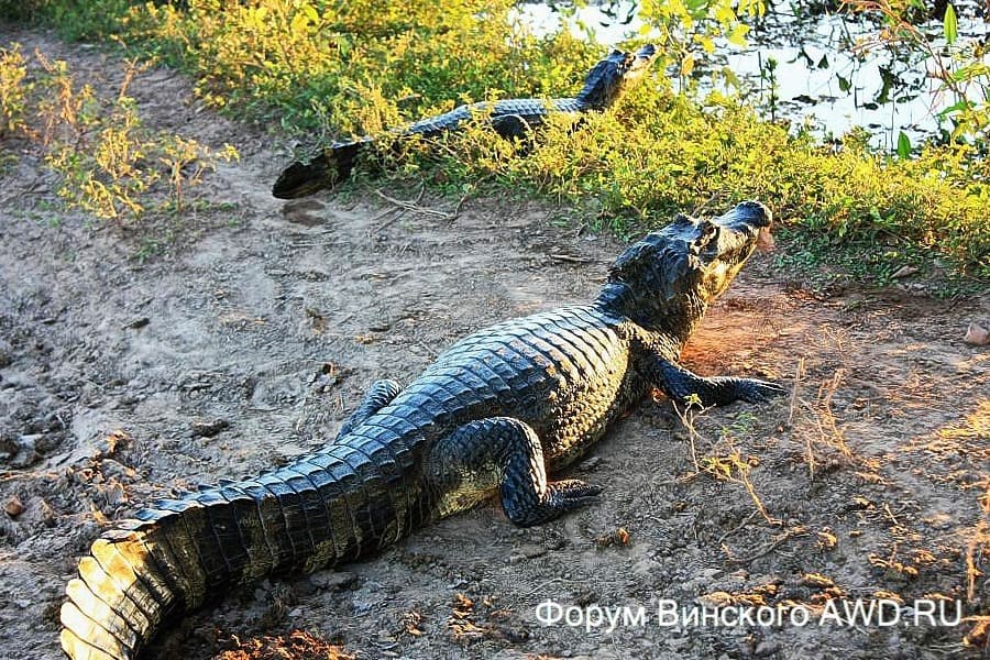 Пантанал национальный парк болота