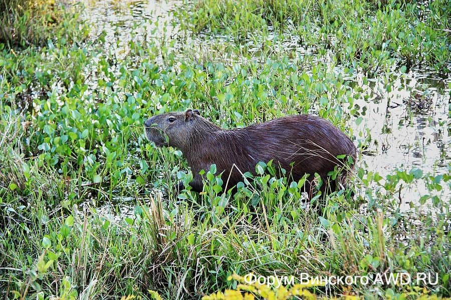 Пантанал национальный парк болота