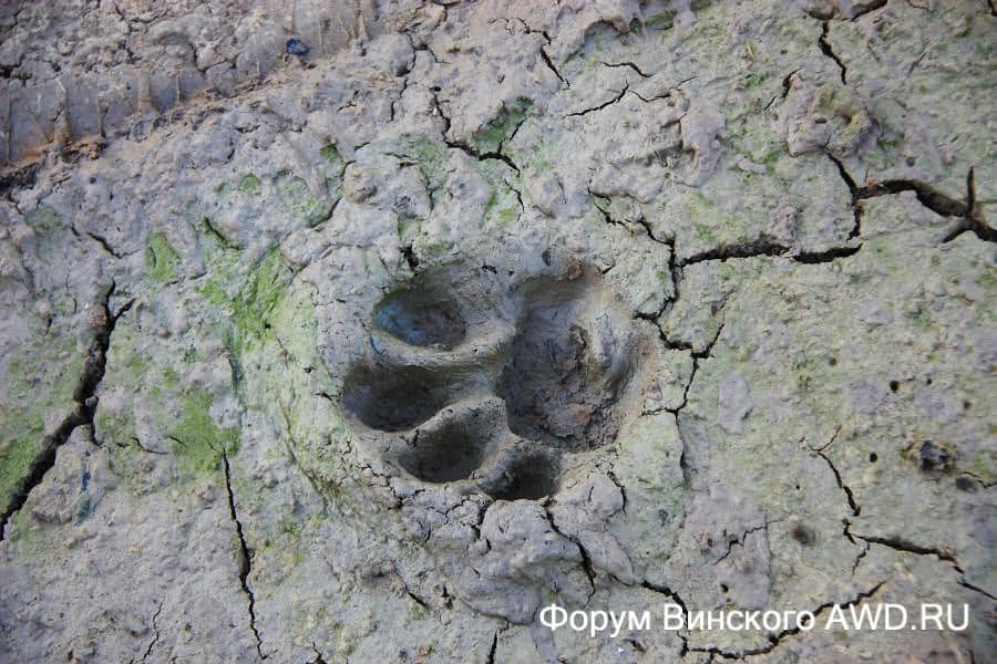 Пантанал национальный парк болота