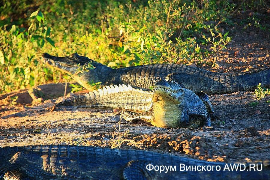 Пантанал национальный парк болота