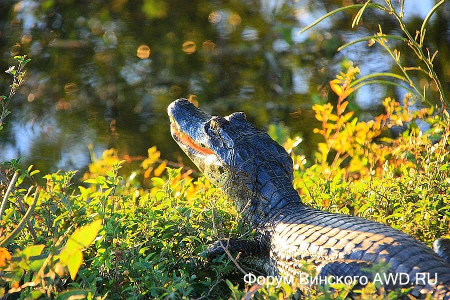 Пантанал национальный парк болота