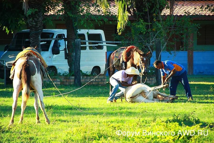 Пантанал национальный парк болота