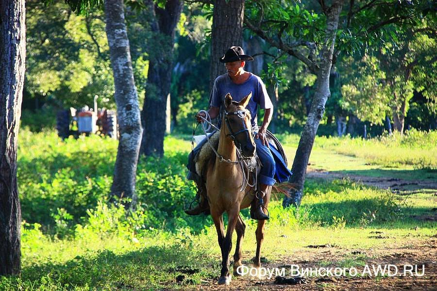 Пантанал национальный парк болота