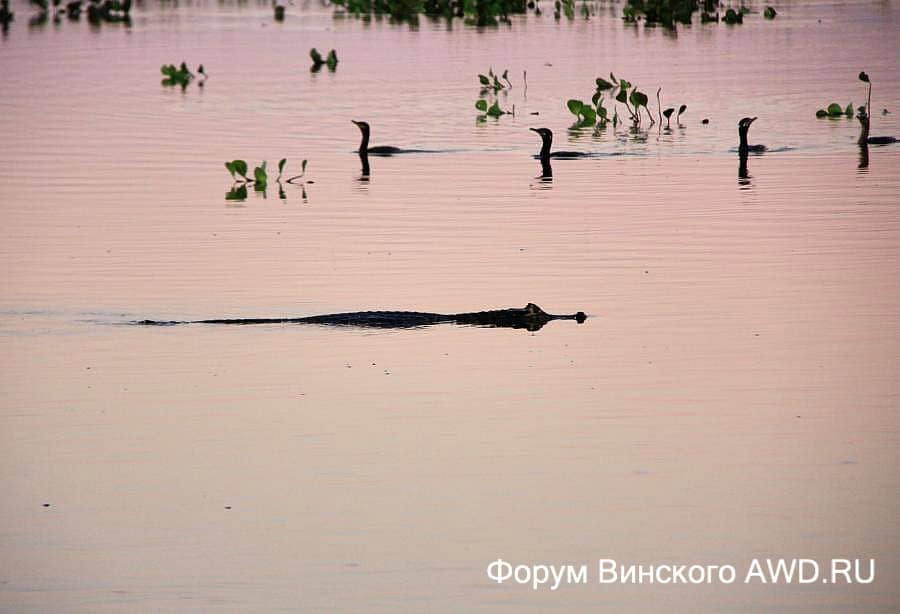 Пантанал национальный парк болота