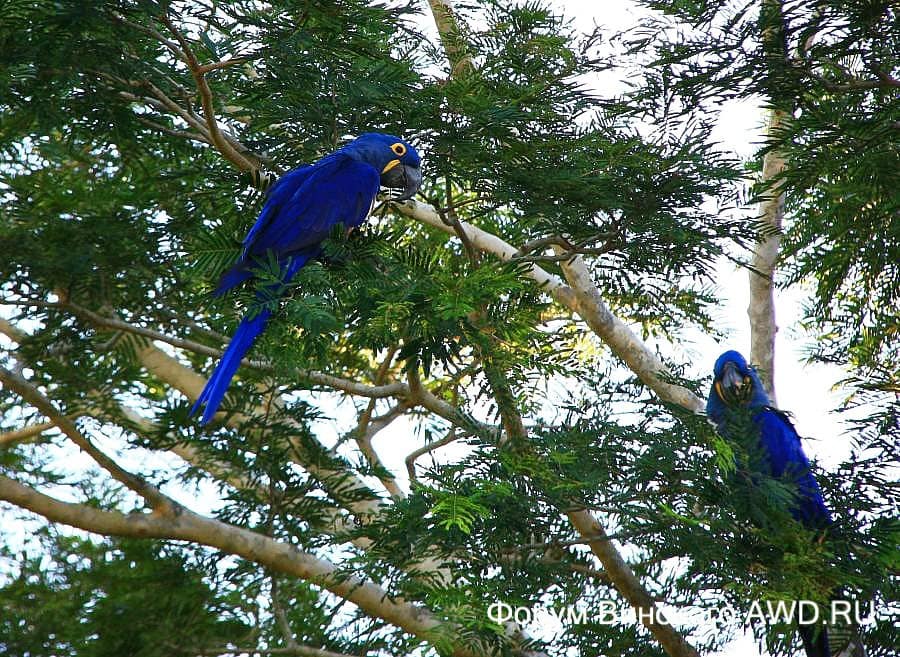 Пантанал национальный парк болота