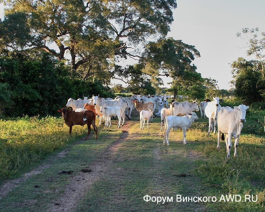 Пантанал национальный парк болота