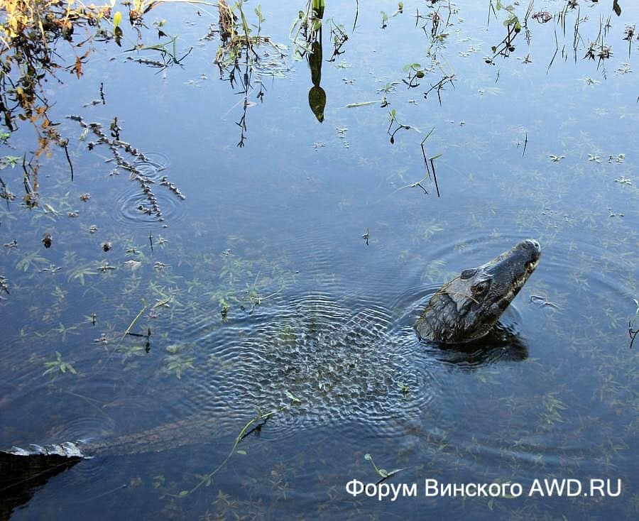 Пантанал национальный парк болота