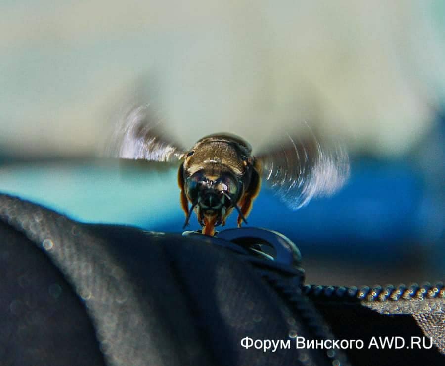 Пантанал национальный парк болота