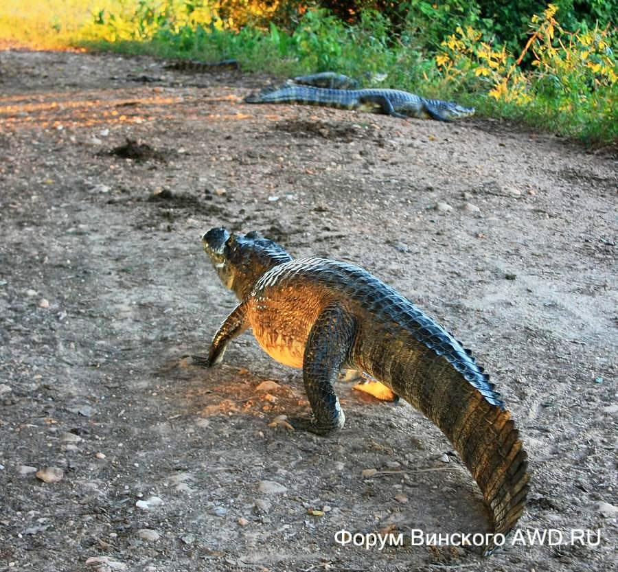 Пантанал национальный парк болота