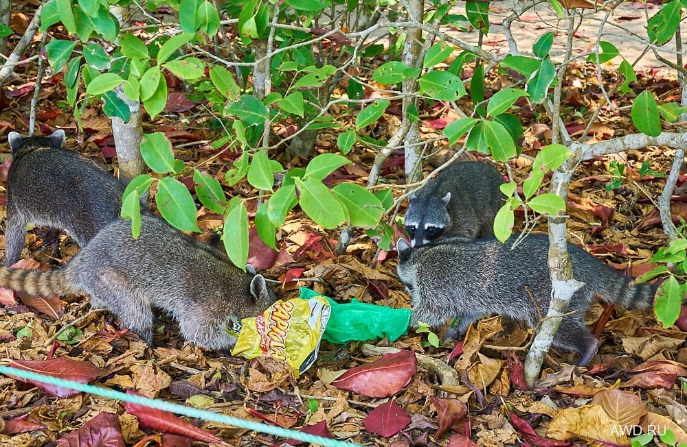 Национальный парк Мануэль Антонио width=