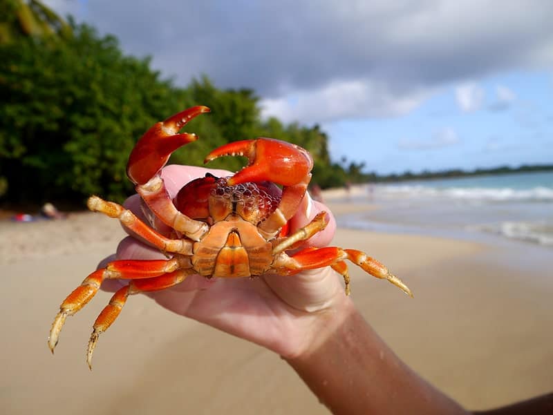 путешествие на новогодние праздники