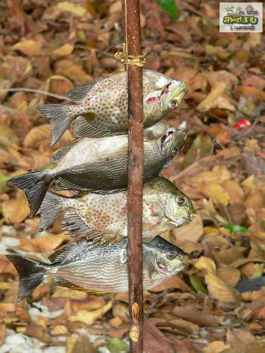 Ко Липе Таиланд 2004