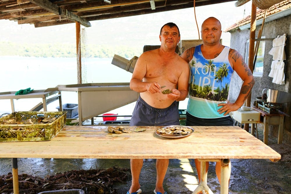 Хорватия устрицы