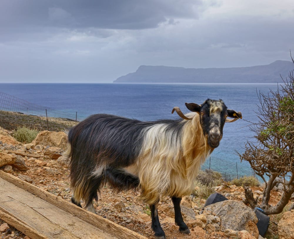 Бухта Балос Крит отзывы