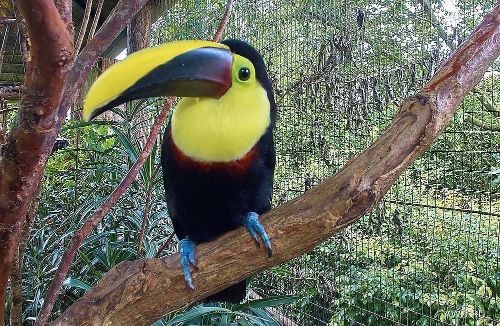 Коста-Рика самостоятельно