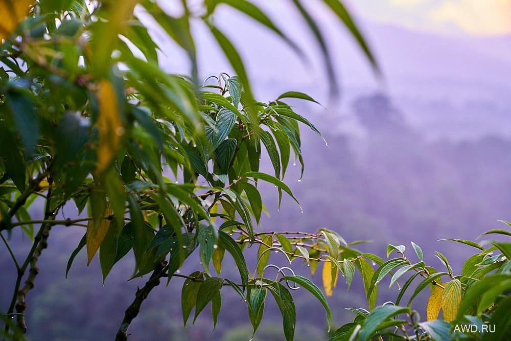 Коста-Рика самостоятельно